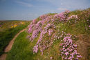 Flowers 1